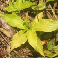 Dictyospermum montanum Wight